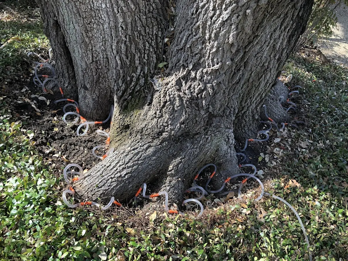 Detailed Tree Cabling and Bracing job site in Roslyn Heights