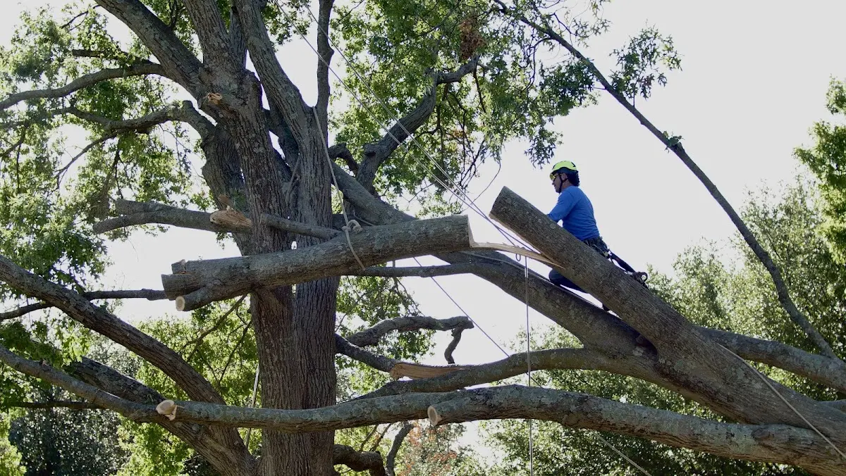 Professional Crown Thinning performed by certified arborists in Roslyn Heights