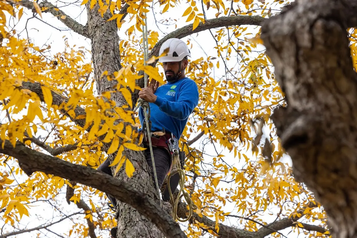 Skilled Tree Pruning crew working in Roslyn Heights